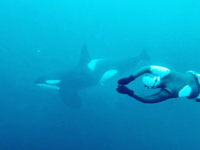 Jeżeli jest Ci teraz za gorąco, to właśnie wjechał odcinek na ochłodę. @zu_orca opowiada o tym jak nurkowania z orkami 😉 #freediving #orcs #norway #diving #divinglife