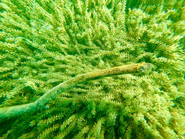 Dzisiaj na Wapnie :) #scubadiverslife #scubadiving #diving